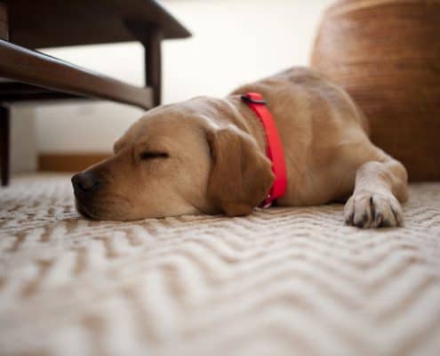 dog laying on carpet with his eyes closed