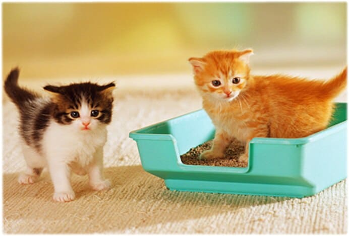 How To Easily Maintain A Clean Litter Box - Carpet Cleaning